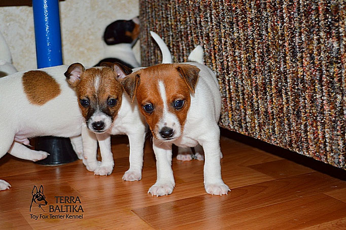 #тойфокстерьер #амертой #террабалтика #toyfoxterrier #terrabaltika #puppies #kennel