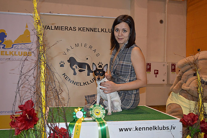 #тойфокстерьер #амертой #террабалтика #toyfoxterrier #terrabaltika #puppies #kennel