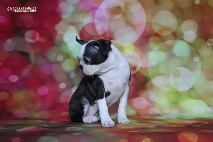Бостон терьер, бостонский терьер, Boston terrier, щенки бостона, питомник бостон терьеров, Terra Baltika, Терра Балтика