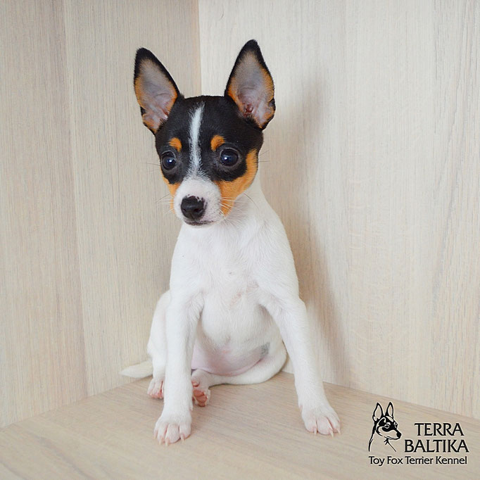 #тойфокстерьер #амертой #террабалтика #toyfoxterrier #terrabaltika #puppies #kennel