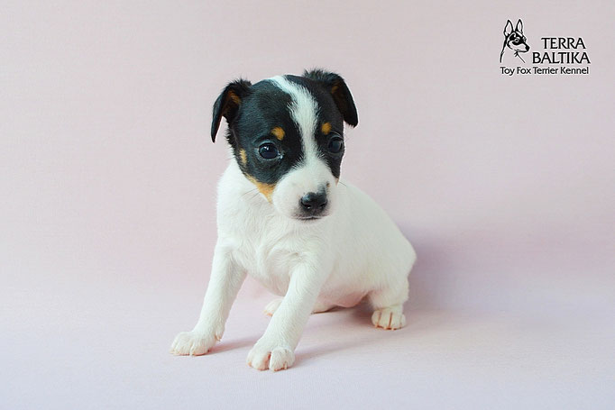 #тойфокстерьер #амертой #террабалтика #toyfoxterrier #terrabaltika #puppies #kennel
