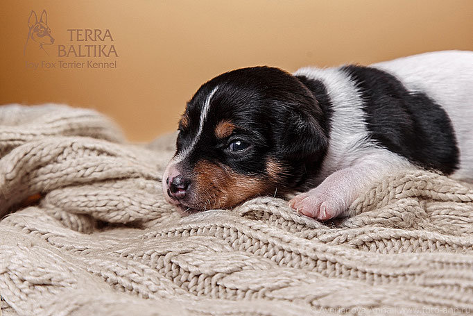 #тойфокстерьер #амертой #террабалтика #toyfoxterrier #terrabaltika #puppies #kennel
