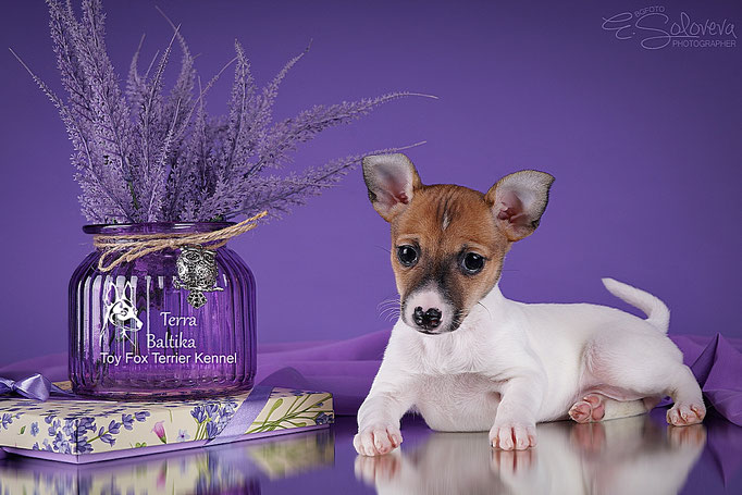 #тойфокстерьер #амертой #террабалтика #toyfoxterrier #terrabaltika #puppies #kennel
