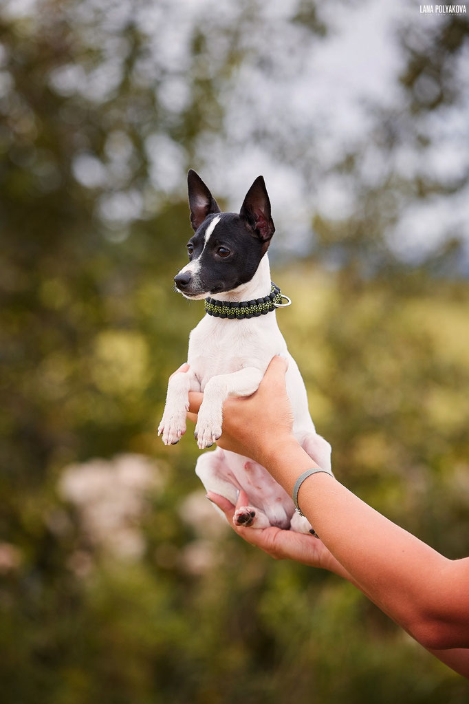 #тойфокстерьер #амертой #террабалтика #toyfoxterrier #terrabaltika #puppies #kennel