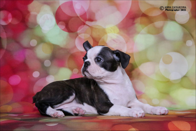 Бостон терьер, бостонский терьер, Boston terrier, щенки бостона, питомник бостон терьеров, Terra Baltika, Терра Балтика