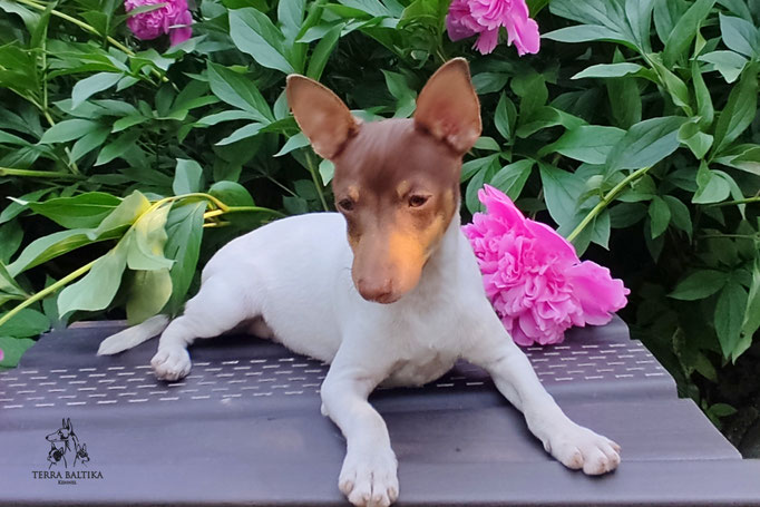 Той-фокстерьер, амертой, той-фокс, тфт, американский той-фокстерьер, Toy Fox Terrier, Terra Baltika, Терра Балтика, щенки той-фокстерьера, питомник той-фокстерьер