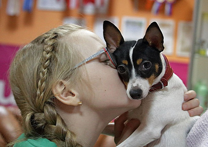 #тойфокстерьер #амертой #террабалтика #toyfoxterrier #terrabaltika #puppies #kennel