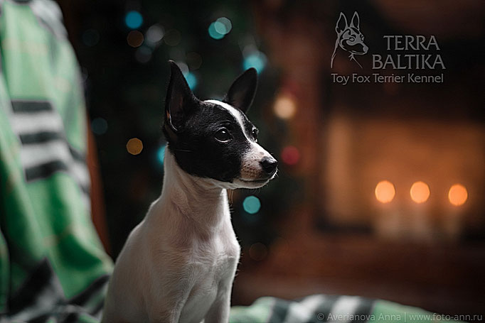 #тойфокстерьер #амертой #террабалтика #toyfoxterrier #terrabaltika #puppies #kennel