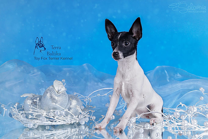#тойфокстерьер #амертой #террабалтика #toyfoxterrier #terrabaltika #puppies #kennel