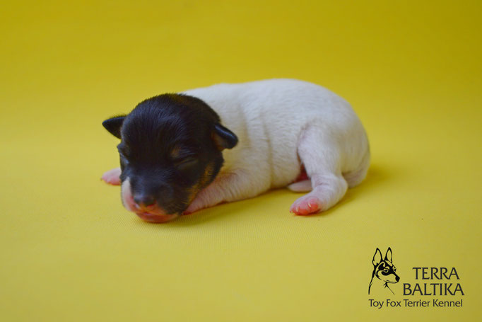 #тойфокстерьер #амертой #террабалтика #toyfoxterrier #terrabaltika #puppies #kennel #маленькаясобака #минипорода #маленькаяпородасобак #собачканамаленькихножках #американскийтойфокстерьер #тойфокс #americantoyfoxterrier
