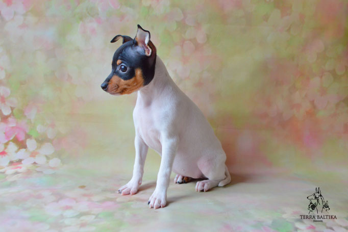 Той-фокстерьер, той-фокс, амертой, тфт, американский той-фокстерьер, Toy fox Terrier