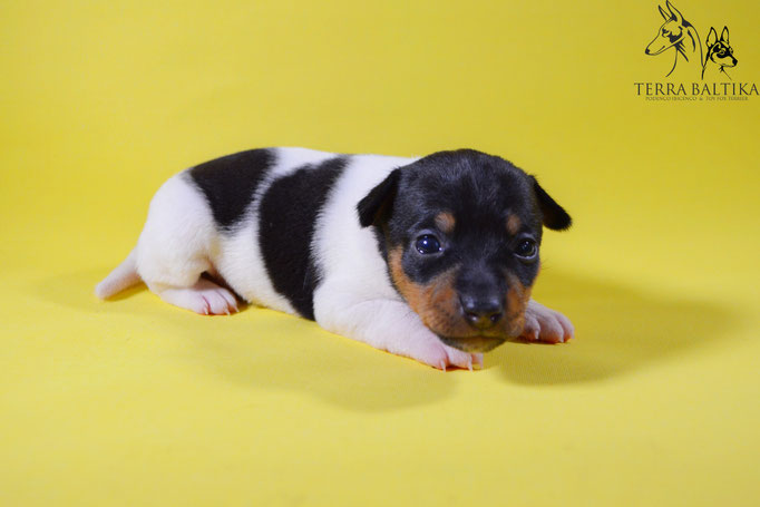 #тойфокстерьер #амертой #террабалтика #toyfoxterrier #terrabaltika #puppies #kennel