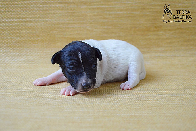 #тойфокстерьер #амертой #террабалтика #toyfoxterrier #terrabaltika #puppies #kennel