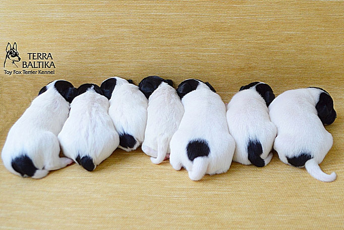 #тойфокстерьер #амертой #террабалтика #toyfoxterrier #terrabaltika #puppies #kennel