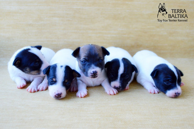 #тойфокстерьер #амертой #террабалтика #toyfoxterrier #terrabaltika #puppies #kennel