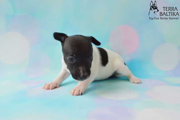 #тойфокстерьер #амертой #террабалтика #toyfoxterrier #terrabaltika #puppies #kennel