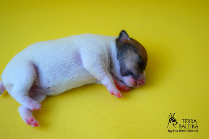 #тойфокстерьер #амертой #террабалтика #toyfoxterrier #terrabaltika #puppies #kennel
