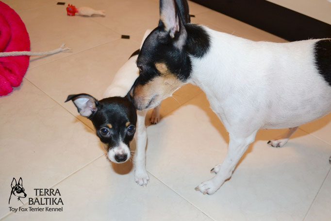 #тойфокстерьер #амертой #террабалтика #toyfoxterrier #terrabaltika #puppies #kennel