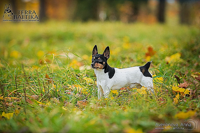#тойфокстерьер #амертой #террабалтика #toyfoxterrier #terrabaltika #puppies #kennel