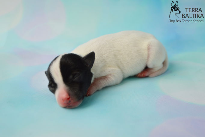 #тойфокстерьер #амертой #террабалтика #toyfoxterrier #terrabaltika #puppies #kennel