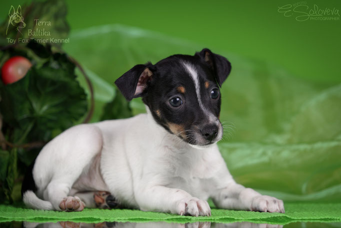 #тойфокстерьер #амертой #террабалтика #toyfoxterrier #terrabaltika #puppies #kennel