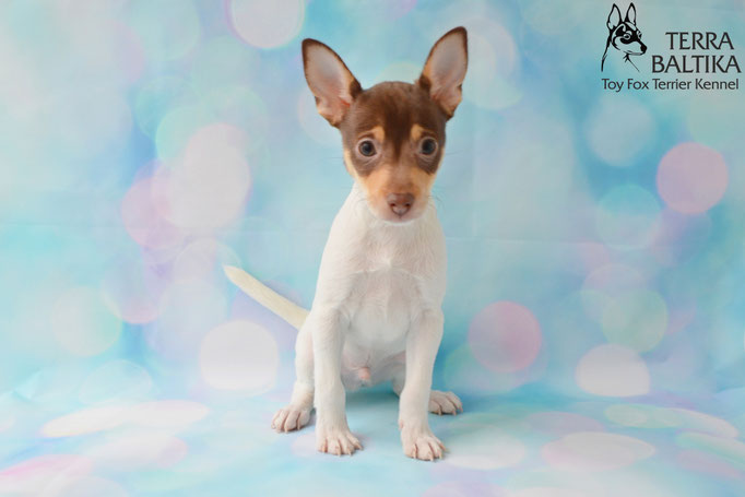 #тойфокстерьер #амертой #террабалтика #toyfoxterrier #terrabaltika #puppies #kennel