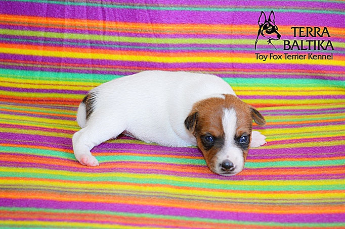 #тойфокстерьер #амертой #террабалтика #toyfoxterrier #terrabaltika #puppies #kennel