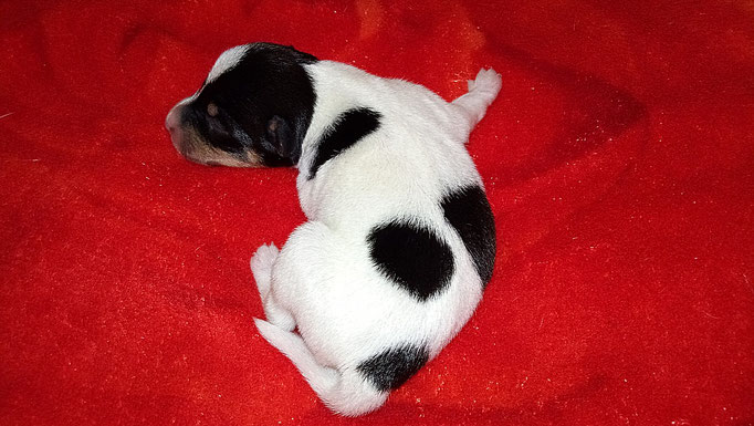 #тойфокстерьер #амертой #террабалтика #toyfoxterrier #terrabaltika #puppies #kennel