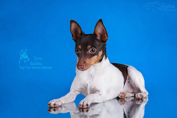 #тойфокстерьер #амертой #террабалтика #toyfoxterrier #terrabaltika #puppies #kennel