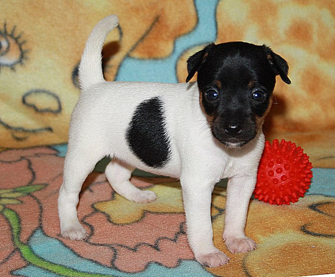#тойфокстерьер #амертой #террабалтика #toyfoxterrier #terrabaltika #puppies #kennel