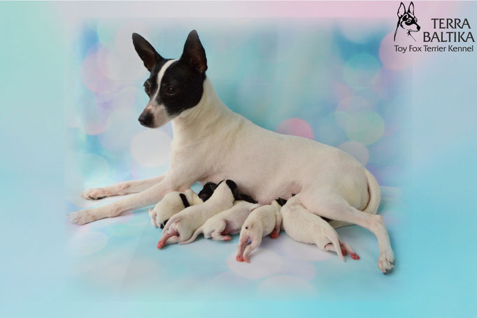 #тойфокстерьер #амертой #террабалтика #toyfoxterrier #terrabaltika #puppies #kennel
