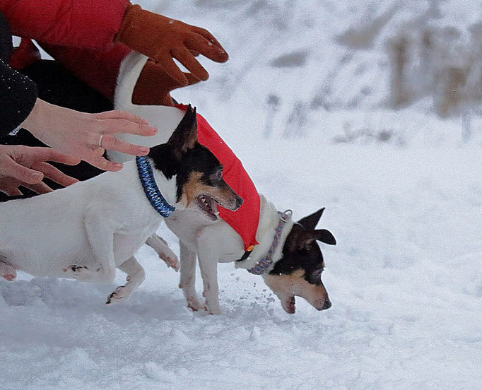 #тойфокстерьер #амертой #террабалтика #toyfoxterrier #terrabaltika #puppies #kennel