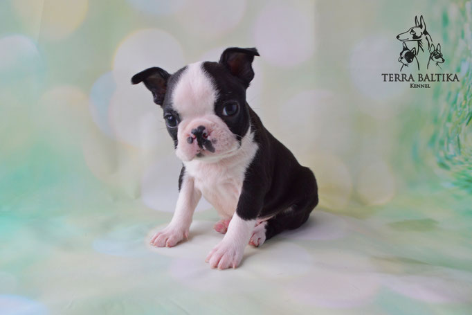 бостон терьер, бостонский терьер, boston terrier, бостон, щенки бостона, питомник бостонов