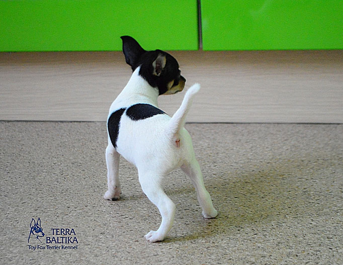 #тойфокстерьер #амертой #террабалтика #toyfoxterrier #terrabaltika #puppies #kennel