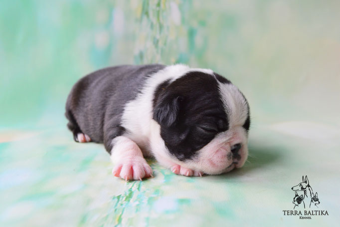 бостон терьер, бостонский терьер, boston terrier, бостон, щенки бостона, питомник бостонов