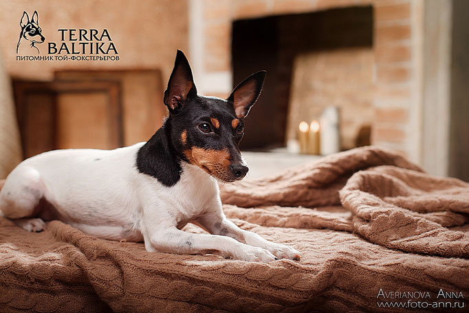 #тойфокстерьер #амертой #террабалтика #toyfoxterrier #terrabaltika #puppies #kennel