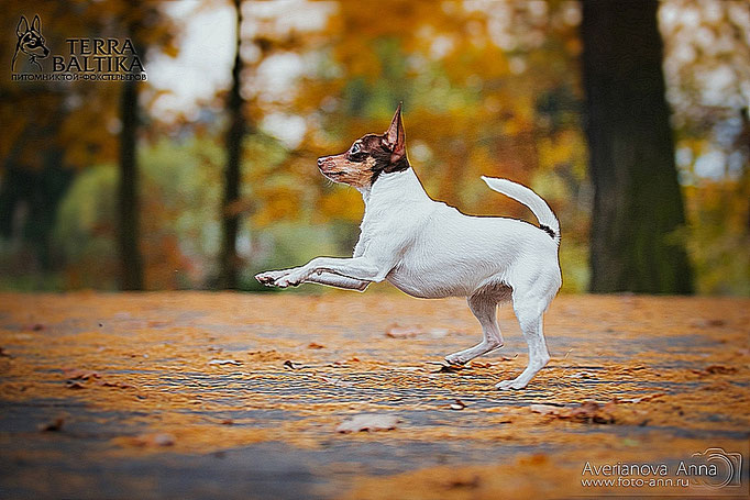 #тойфокстерьер #амертой #террабалтика #toyfoxterrier #terrabaltika #puppies #kennel