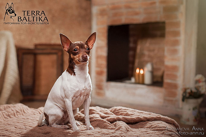 #тойфокстерьер #амертой #террабалтика #toyfoxterrier #terrabaltika #puppies #kennel