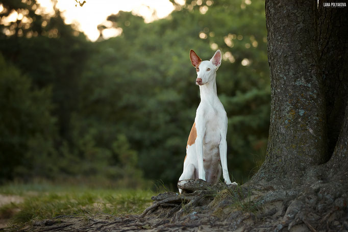 поденко ибиценко, ибицкая борзая, ивисская борзая, ибизан, ibizan hound, поденко, щенки поденко, купить щенка поденко ибиценко, питомник поденко ибиценко, щенки ибицкой борзой, ibizan hound puppies