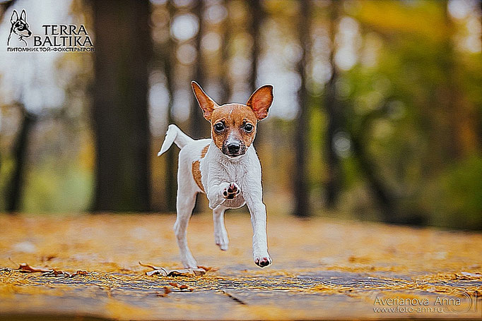 #тойфокстерьер #амертой #террабалтика #toyfoxterrier #terrabaltika #puppies #kennel