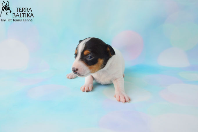 #тойфокстерьер #амертой #террабалтика #toyfoxterrier #terrabaltika #puppies #kennel