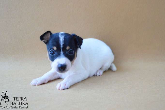 #тойфокстерьер #амертой #террабалтика #toyfoxterrier #terrabaltika #puppies #kennel #маленькаясобака #минипорода #маленькаяпородасобак #собачканамаленькихножках #американскийтойфокстерьер #тойфокс #americantoyfoxterrier