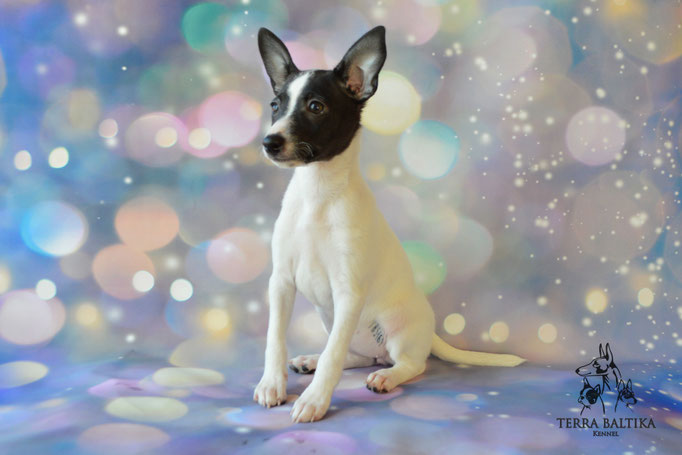 Той-фокстерьер, той-фокс, амертой, американский той-фокстерьер, Toy Fox Terrier