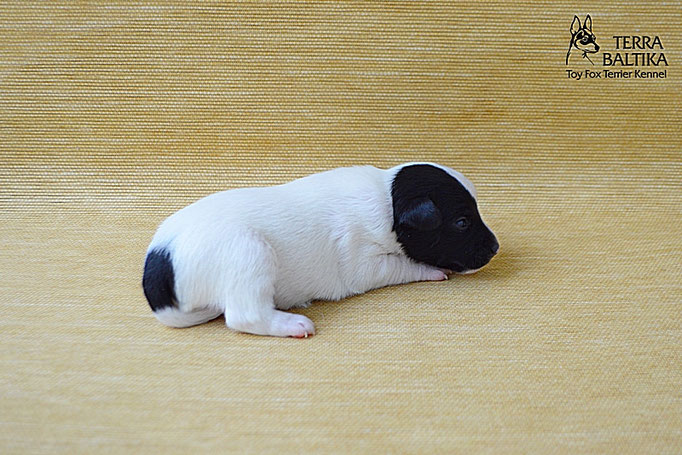 #тойфокстерьер #амертой #террабалтика #toyfoxterrier #terrabaltika #puppies #kennel