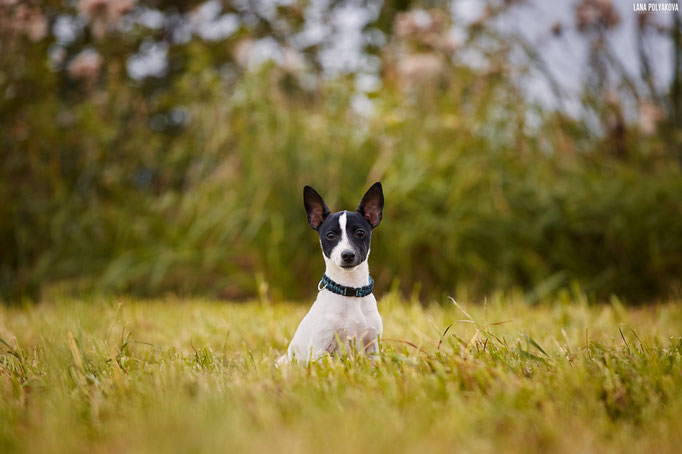 #тойфокстерьер #амертой #террабалтика #toyfoxterrier #terrabaltika #puppies #kennel