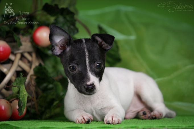 #тойфокстерьер #амертой #террабалтика #toyfoxterrier #terrabaltika #puppies #kennel