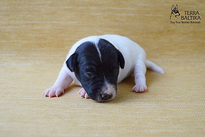 #тойфокстерьер #амертой #террабалтика #toyfoxterrier #terrabaltika #puppies #kennel