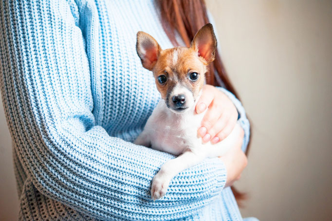 #тойфокстерьер #амертой #террабалтика #toyfoxterrier #terrabaltika #puppies #kennel
