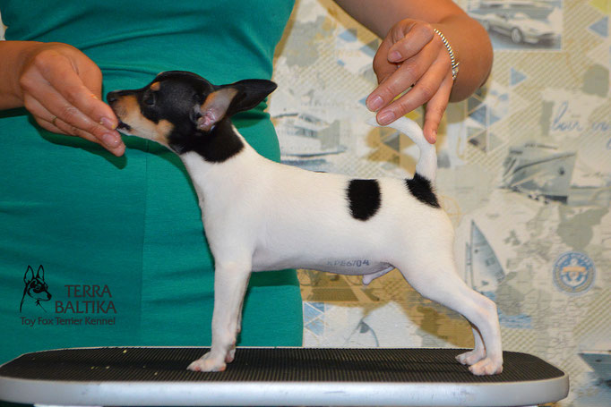 #тойфокстерьер #амертой #террабалтика #toyfoxterrier #terrabaltika #puppies #kennel