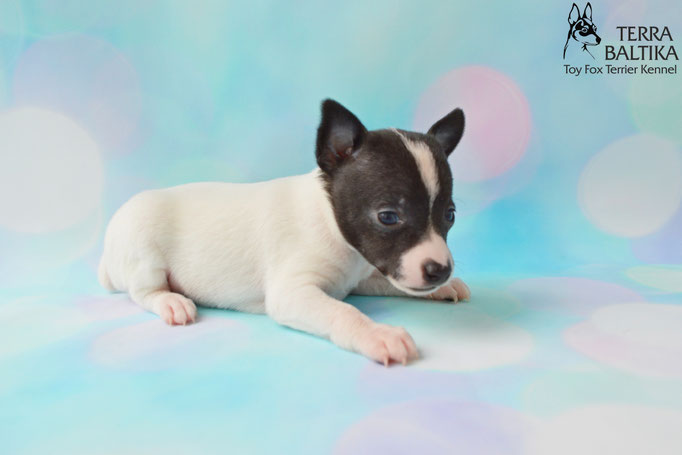#тойфокстерьер #амертой #террабалтика #toyfoxterrier #terrabaltika #puppies #kennel